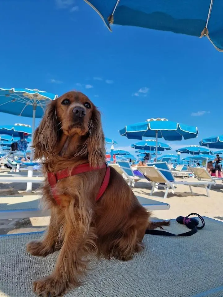 Diplomat Marine Hotel Cattolica 3*,  Italy